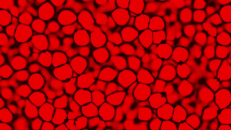 animazione dei globuli rossi al microscopio