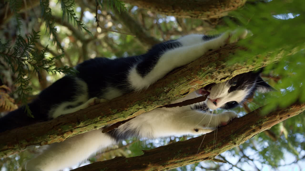 Pet cat on branch of tree, low angle in summer