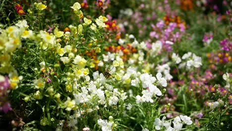 bee-flying-between-flowers