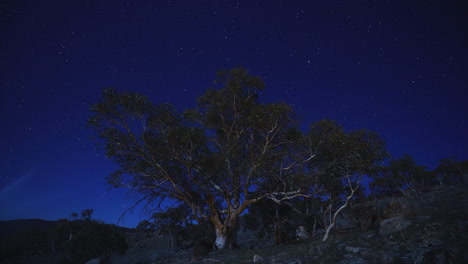 australië maanlicht ster sneeuw gomboom ster vervalt echt cool unieke outback tot oprichting van tijdopname door taylor brant film