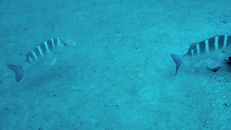 Cano-Island-Costa-Rica-Riff-Mit-Großen-Fischen-Im-Klaren-Blauen-Wasser