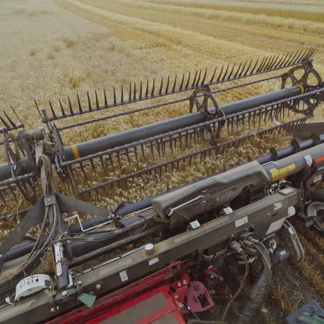 harvester machine working in field . combine harvester agriculture machine harvesting golden ripe wheat field. agriculture. view from the driver's side.