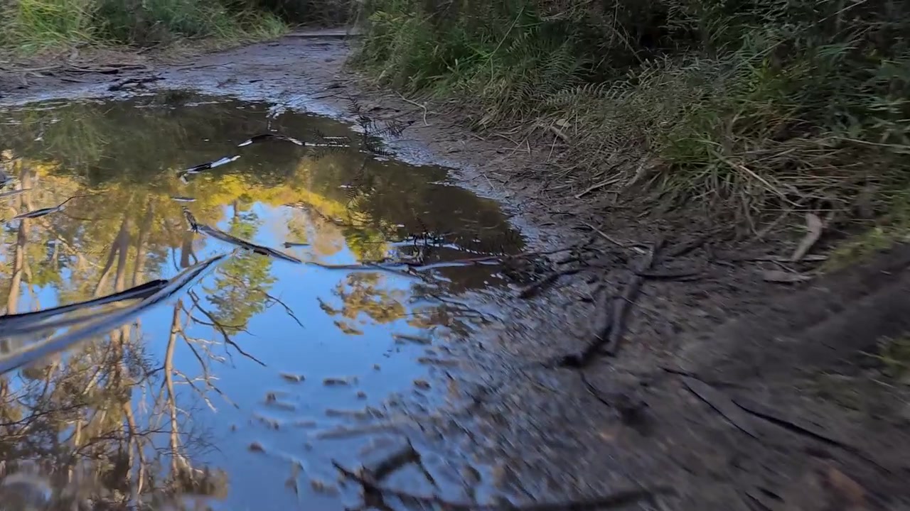 Sporingsbilde i lav vinkel av himmel- og trerefleksjoner i en gjørmete skogsdam