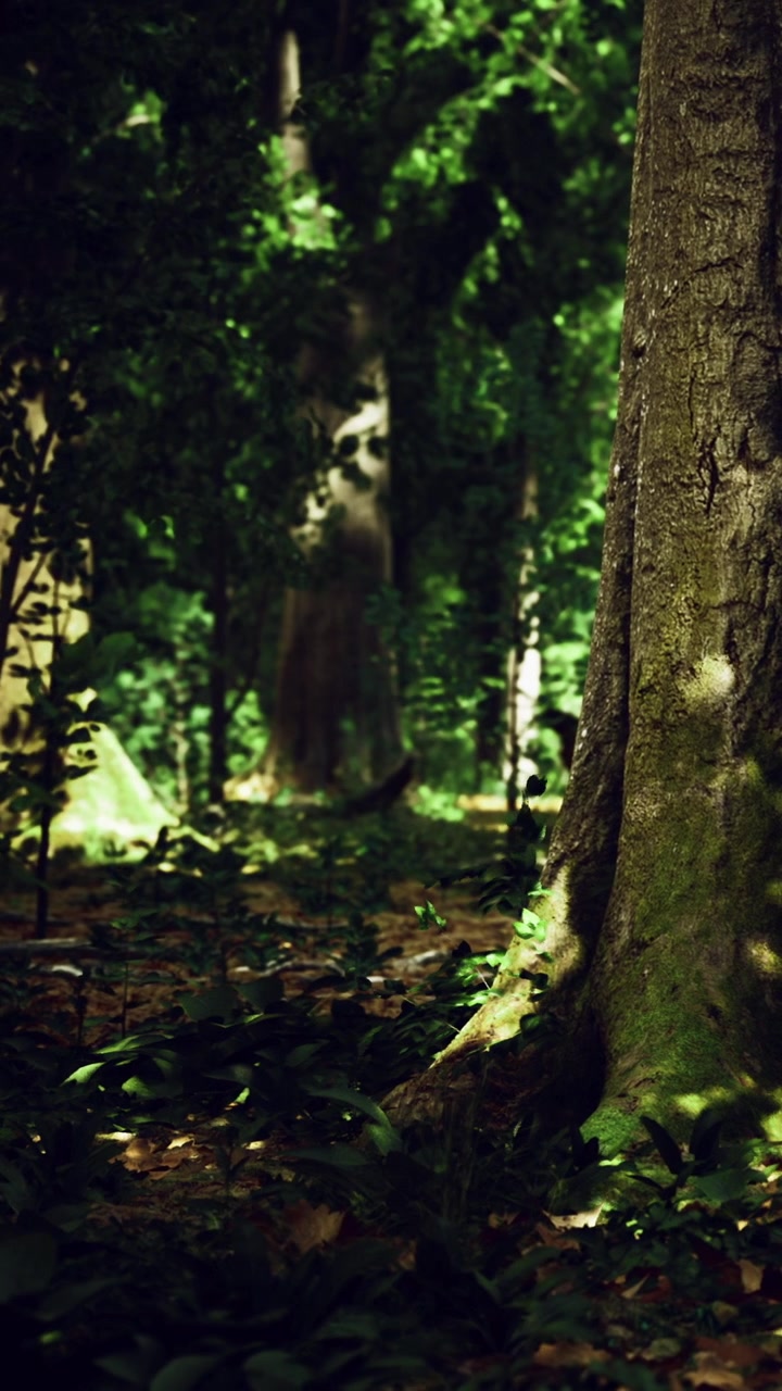 La luce solare intensa filtra attraverso gli alberi in una fitta foresta durante le ore diurne.