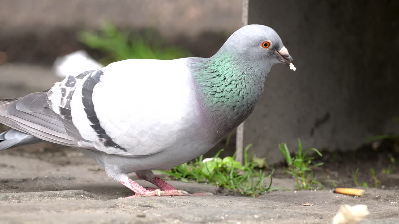 Rock pigeon eating bread on a city street in Antwerp during autumn while the wind blows