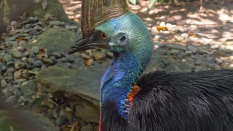 close up of a curious southern cassowary