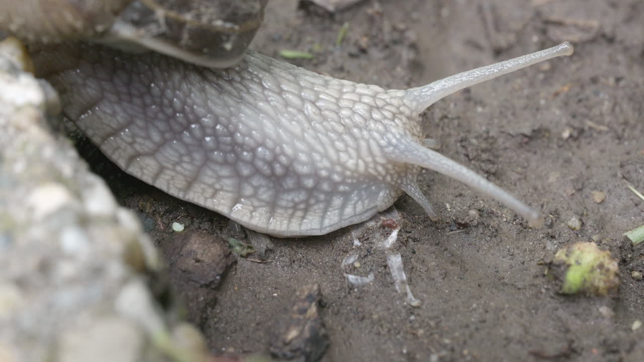 Snail moving across soil from left to right