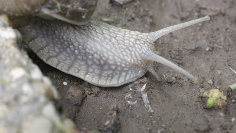 snail moving across soil from left to right