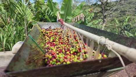 organic coffee pulping machine in rural tropical area of dominican republic. close up shot.