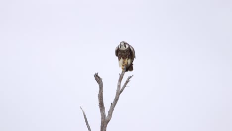 una foto amplia de un halcón juvenil equilibrándose en un árbol muerto mientras agita sus alas, parque transfronterizo de kgalagadi