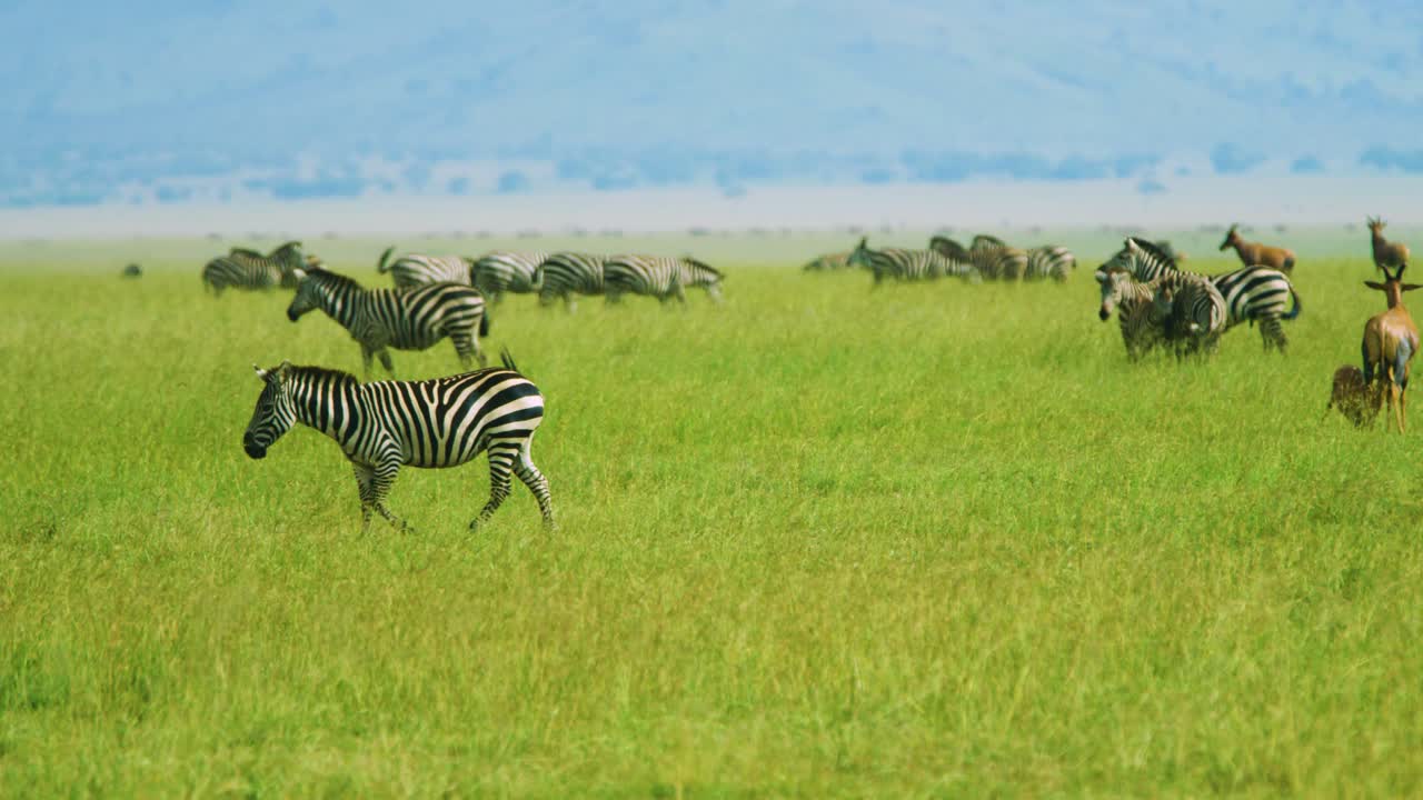 Zebra with stunning patterns walks across green open African Plains in the great migration