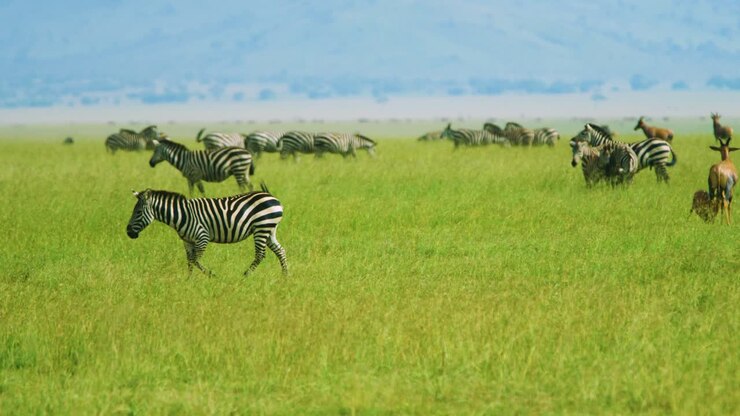 Zebra con splendide strisce cammina attraverso le verdi e aperte pianure africane durante la grande migrazione.
