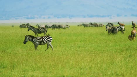 zebra with stunning patterns walks across green open african plains in the great migration