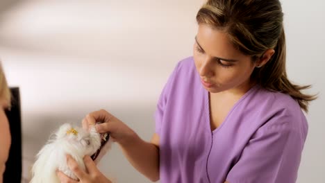 animal doctor visiting dog and checking teeth mouth