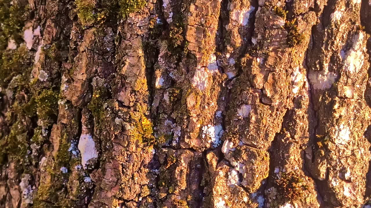 Close-Up Of Tree Bark Covered In Moss And Lichen Lit By Golden Evening Sunlight