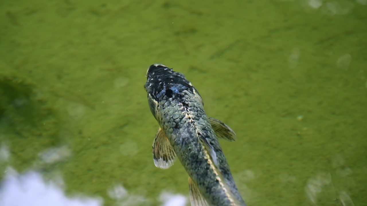 Visning av en svømmende fisk i dammen ved Villa Ephrussi de Rothschild i Saint-Jean-Cap-Ferrat, Frankrike. Sakte film.