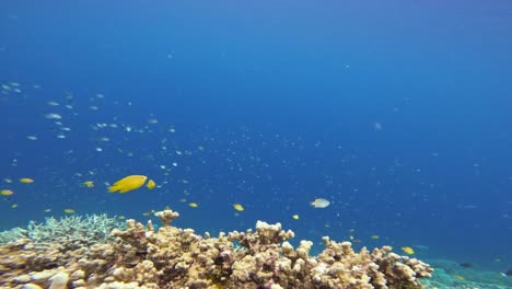 a static view of a vibrant coral reef teeming with marine life in the crystal-clear waters of the raja ampat, indonesia