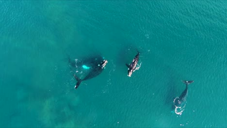 Grupo-De-Apareamiento-De-Ballenas-Toma-Aérea-Ojo-De-Pájaro,-Cámara-Lenta