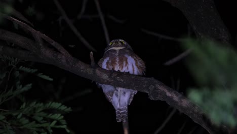 mirando hacia la izquierda y luego hacia adelante capturado desde debajo del árbol durante una noche ventosa en un bosque, búho barrado asiático glaucidium cuculoides, tailandia