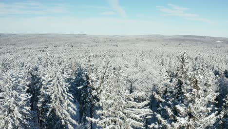 Aerial-view-of-vast-woods,-covered-in-fresh-snow,-Pohorje-mountain-range,-Slovenia,-vicinity-of-Rogla-and-Trije-Kralji-ski-resorts