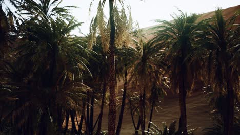 palm trees inside the dunes
