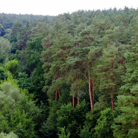 Summer quiet scenery. Mixed forest. Drone flies over treetops. Pine trees. Green plants in woodland. Colorful texture in nature. Natural background.