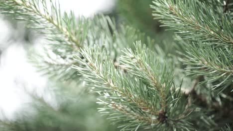 close-up of pine tree branches