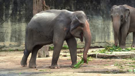 Happy-young-Asian-elephant,-elephas-maximus-grabbing-a-bunch-of-food-with-its-trunk,-flapping-its-ears,-swinging-its-tail,-close-up-shot