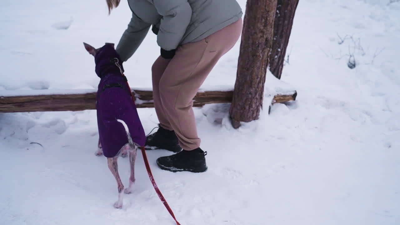 Greyhound in purple coat stands on snowy ground, intently looking up at human wearing winter jacket and gloves, waiting for treat or command during outdoor winter walk in forested area