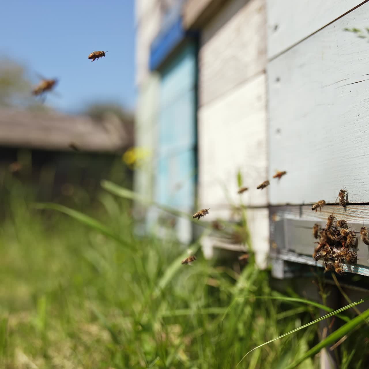 Bees getting inside the hive. Beehive entrance with bees in a sunny day. Many bees flying and carrying pollen into a hive. Slow motion