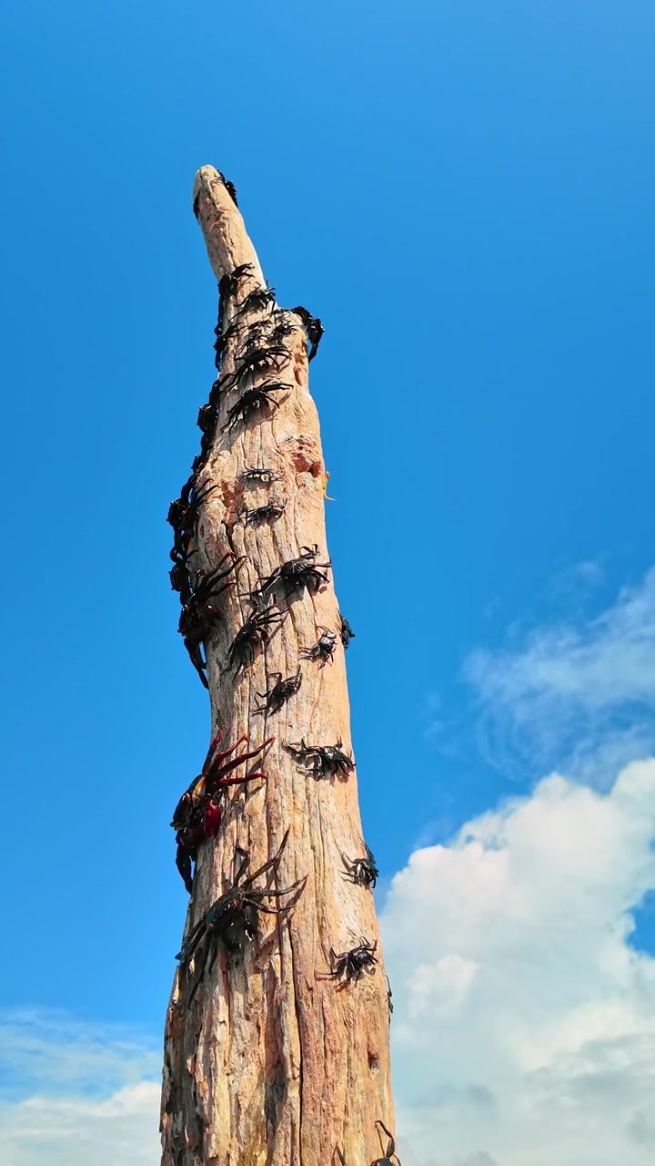 Granchi Sally Lightfoot su tronco secco contro cielo blu. Diversi granchi rossi e arancioni che si arrampicano su un tronco di legno verticale stagionato sull'isola Isabela, Galapagos