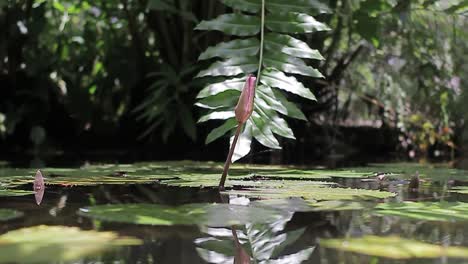 calm water of a lagoon with lotus flower botanical park, dominican republic