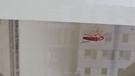 imágenes verticales: una cucaracha trepando por el vidrio en una zona residencial durante el día