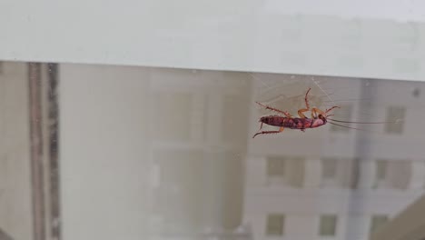 vertical footage: a cockroach climbs on glass in a residential area during the daytime