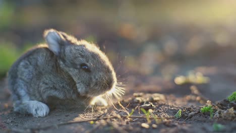 adorable little brown easter bunny holland lop eating a grass, at near easter eggs. close up shot, slow motion