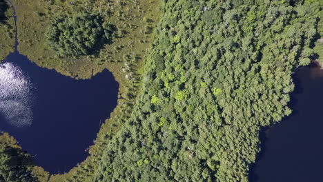 Aerial-bird's-eye-view-of-vibrant-blue-pond-wetland-in-boreal-forest