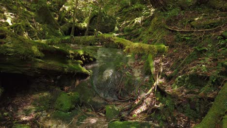 Geheimnisvolles-Yakushima,-Mit-Moos-Bedeckt-Im-Shiratani-Unsuikyo-Wald,-Japan