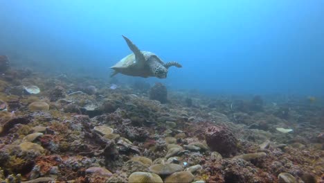 Tortuga-Volando-A-Lo-Largo-Del-Arrecife-De-Coral