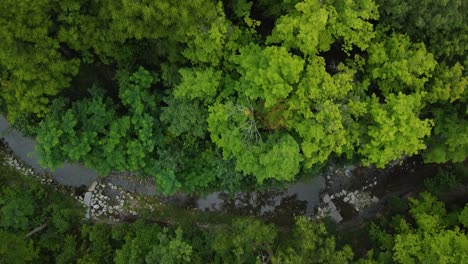 peaceful aerial drone birds eye shot of dry river surrounded by green forest in jungle