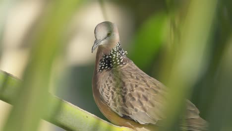 spotted dove with spotted neck feathers and brown body looking through green foliage in soft-focus foreground. closeup, wide shot