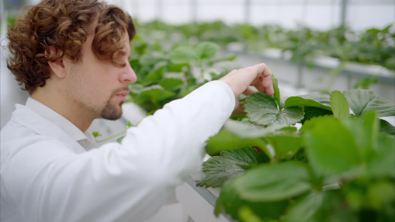 Laboratory technician in white coat analysing wild strawberry grown with the Hydroponic method in a greenhouse