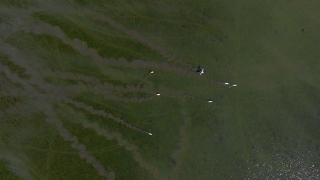 birds over a marsh