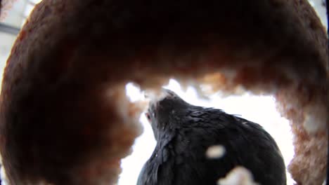 pigeon eating bread close up fish eye