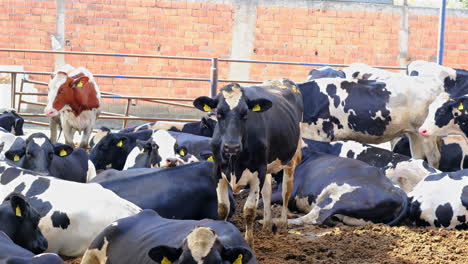 Ruhende-Kühe-In-Einer-Kuhfarm