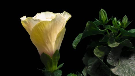 time lapse of hibiscus flower blooming on pure black background