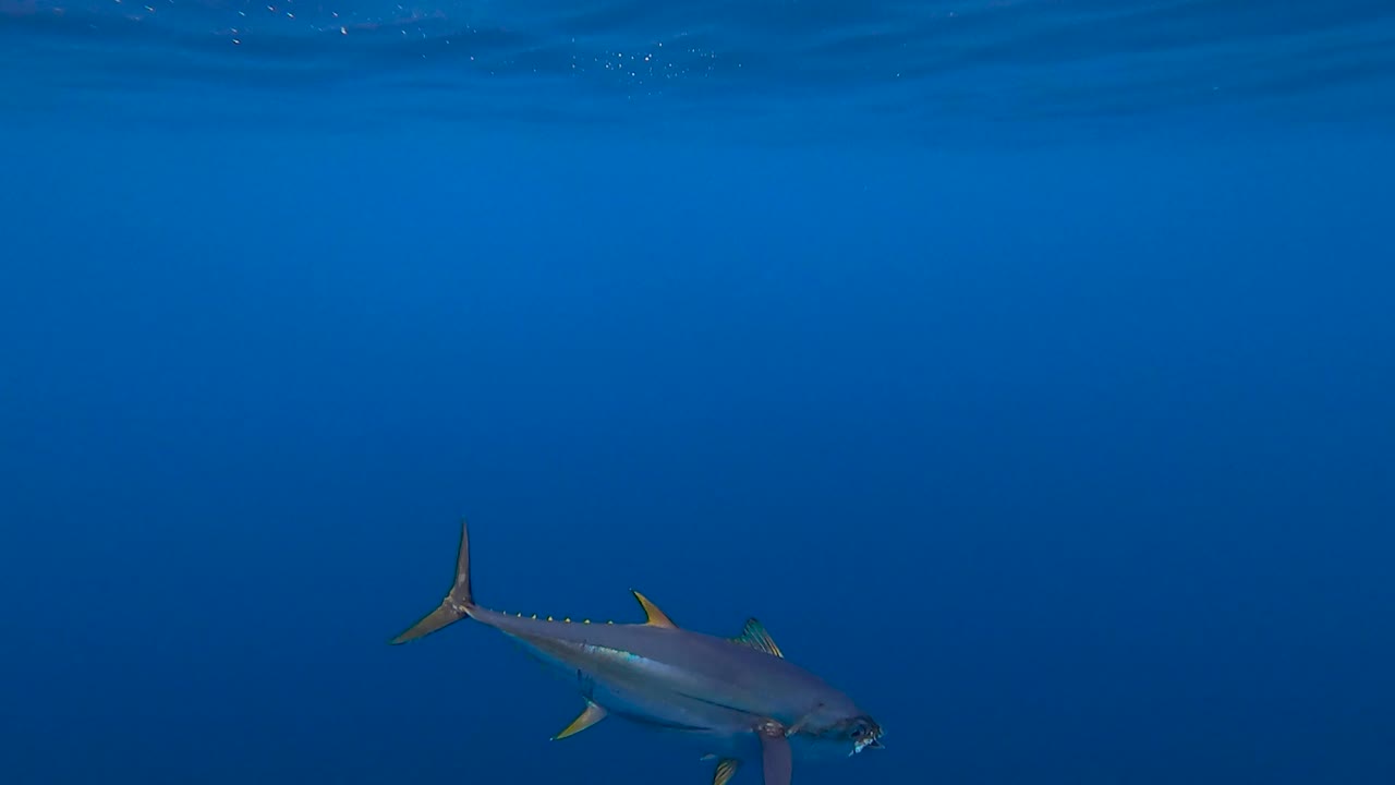 vista submarina de un atún capturado por un pescador