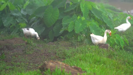 geese walking in field. geese in foggy morning