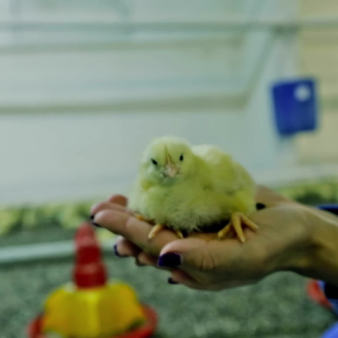 Baby chicken in incubator