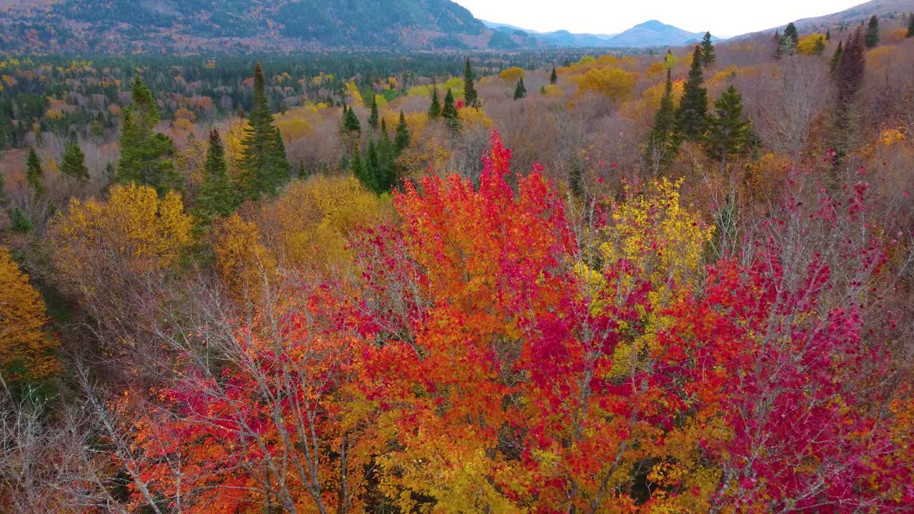 Beautiful view from the top of the autumn trees, Mont Tremblant, Québec, Canada.