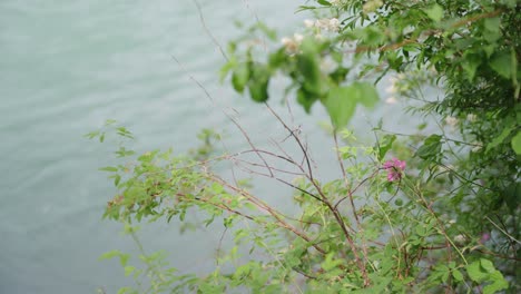 Ramas-Con-Hojas-Frente-A-Un-Río